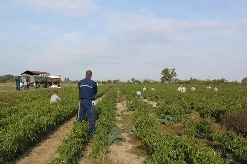 Paprikaszüret a nagyfai földeken